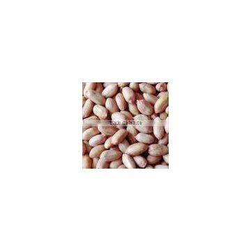 Peanuts Bold & Java Indian origin New Crop 2014