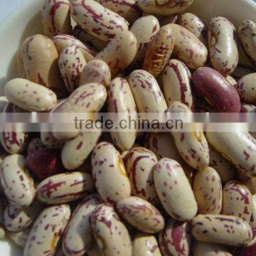 LIGHT SPECKLED KIDNEY BEANS