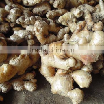 Best Price Ginger in viet Nam 2015