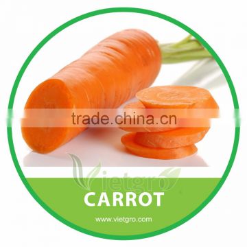 HIGH QUALITY FRESH ORGANIC CARROT