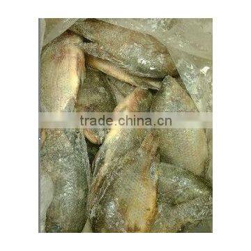 frozen seafood tilapia hot sell whole round tilapia fish