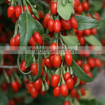 Wholesales Chinese Certified Organic Goji Berries photo-4