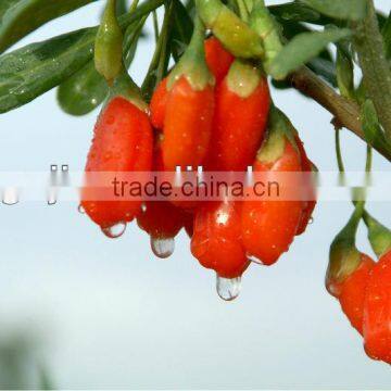 dried goji berries