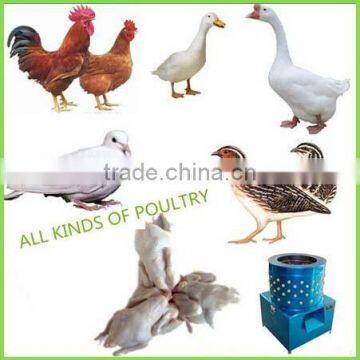 Hotel Use Electric Automatic Poultry Processing Plant Chicken Plucker Turkey Feather Depilator photo-6