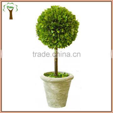 decorative single prserved boxwood ball tree