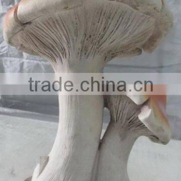 Garden Ornament Fiberglass Clay Mushroom Moulds photo-5
