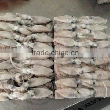 2015 Baby Squid photo-5