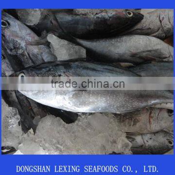 frozen big eye tuna yellowfin tuna