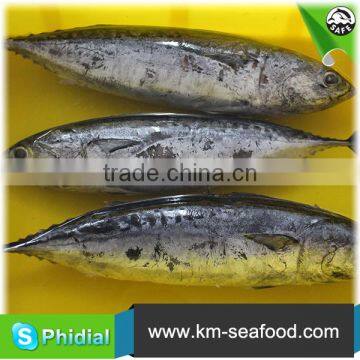 Carton or Woven Bag Packed Without Faure Marin Auxis Thazard wr photo-2