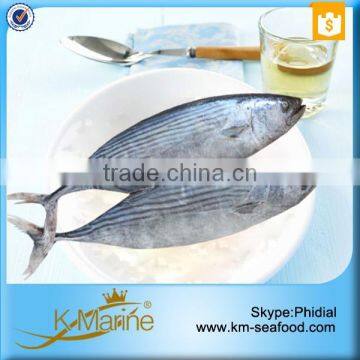 Natural Food Sea Frozen Sarda Tuna Fish