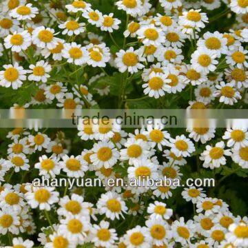 Chamomile Extract Plant Extract