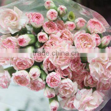 Hot Sale Fresh Cut Wholesale Carnation Dairy Products High Quality Carnation Flower