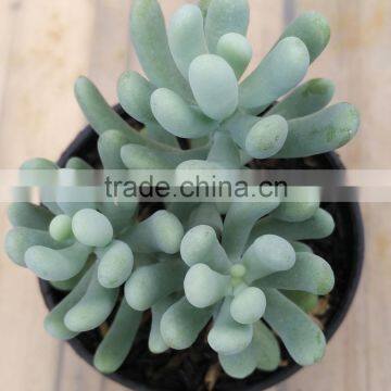 Echeveria Decorative Plants Echeveria, Succulent Plants, Tropical Plants photo-2