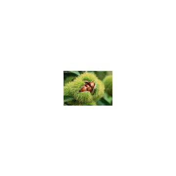 Chestnut photo-2