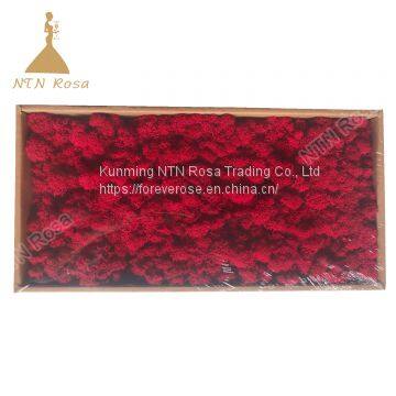 China Most Popuplar Everlasting Moss: The Key to Plant Walls photo-3