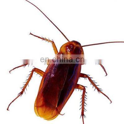 High Quality Pest Control and kills cockroaches when they ingest the bait periplaneta fuliginosa densovirus