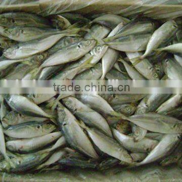 Frozen Big Eyes jack mackerel Supplier