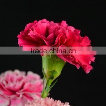 Love theme Bett exquisite supply carnation flower