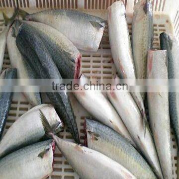 Pacific mackerel HG Fish frozen spanish mackerel