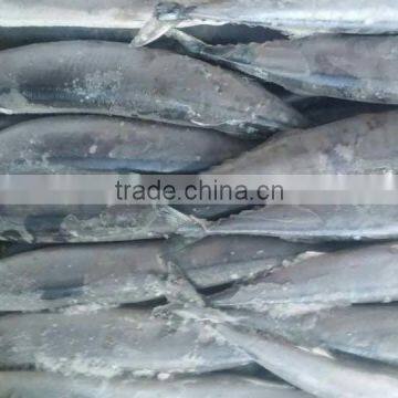 FROZEN PACIFIC SAURY WHOLE ROUND photo-6
