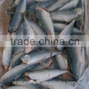 150g up HG HGT frozen mackerel