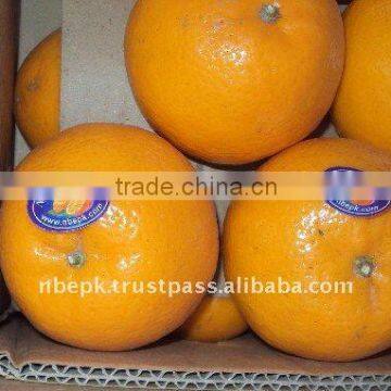 Mandarin "Kinnow" Orange, Citrus fruit from Pakistan