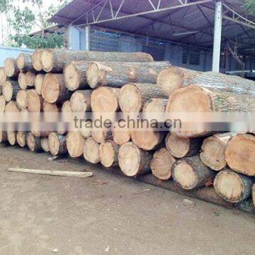 Vietnamese teak wood log