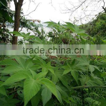 OEM Service Wild Rubusoside Sweet Tea Extract Sweet Tea Leaf Natural Sweetener OEM Service photo-2