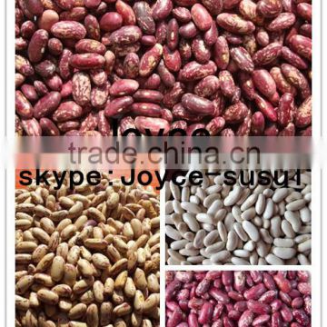 2015 british red kidney beans/red bean