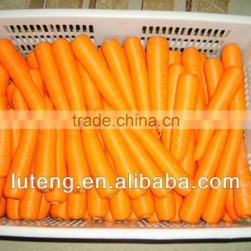 2013 crop high quality carrot for African market