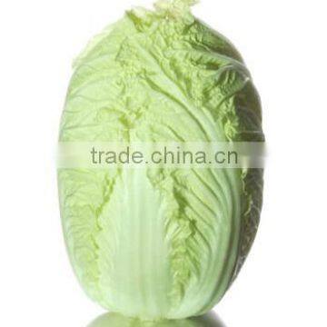 Fresh long Chinese cabbage best quality