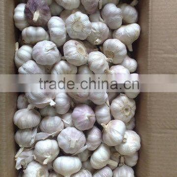 WHITE GARLIC FROM VIETNAM (SKYPE: VISIMEX10) photo-6