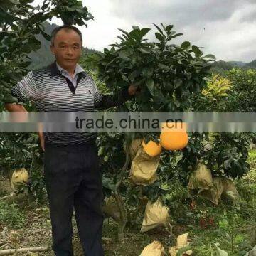 Shaddock Fruit Trees