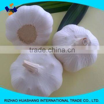 white garlic size5.5cm