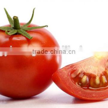 high resistance high yield hybrid F1 tomato seeds