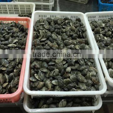 High Quality Frozen Vacuum Packed Short Necked Clam photo-4