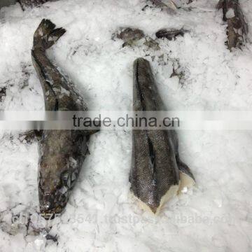 Patagonian Toothfish or Real Chilean Seabass photo-6