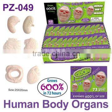 Crazy Water Growing Human Body Organs photo-3