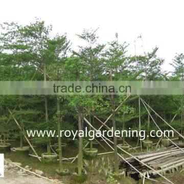 Terminalia Mantaly Tropical Trees High 4-9m,dia 6-13cm photo-2