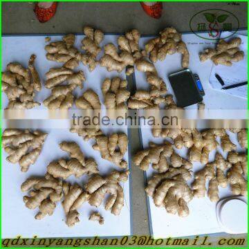 Fresh Ginger for China/shandong Fresh Ginger, Air Dry Ginger photo-5