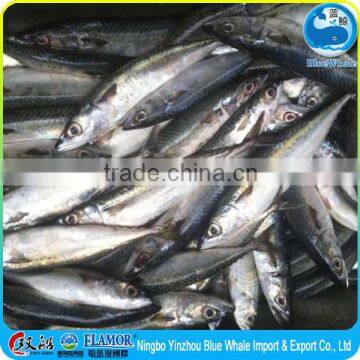 frozen scomber japonicus pacific mackerel