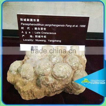 Lifesize dinosaur eggs fossils for museum