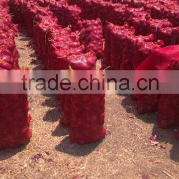 Red Bombay Onion photo-6