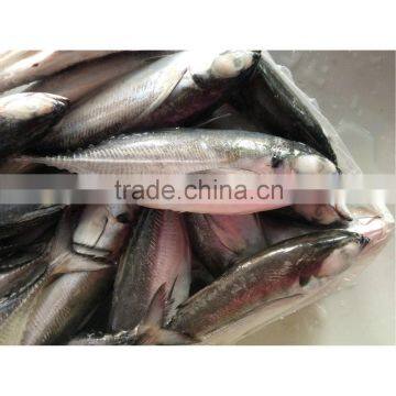 Frozen newly caught Torpedo trevally on sale