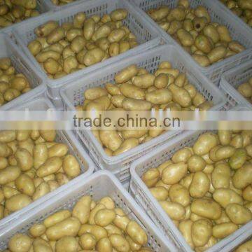 China Potato price