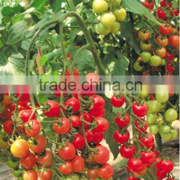 Hybrid Cherry tomato seeds for growing-Pondee