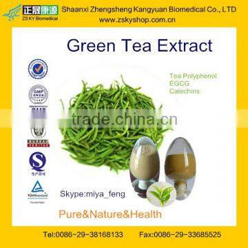 GMP Manufacture Supply 100% Natural Green Tea Extract