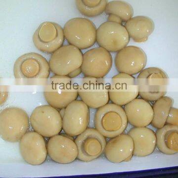 China food supplier Canned mushroom(whole, p&s,slice)