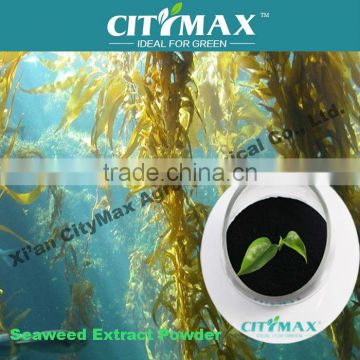 dried seaweed powder