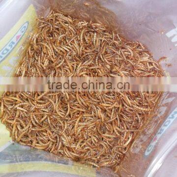 High Protein Dried Fish Food Chubby Mealworm , trout fish food mealworms